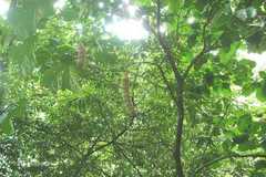 Archidendron nielsenianum